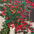 Load image into Gallery viewer, "Overripe: Vigorous Rose" By Mary Jo