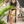 Load image into Gallery viewer, Butterfly Kisses Kimono
