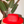 Load image into Gallery viewer, Vida Gambler - Red
