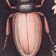 Load image into Gallery viewer, Beetles Pillow
