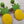 Load image into Gallery viewer, Bahama Mama Earrings
