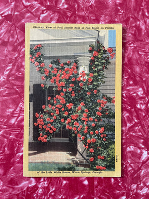 "Overripe: Vigorous Rose" By Mary Jo