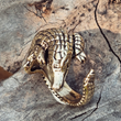 Load image into Gallery viewer, Alligator Ring
